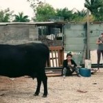 ¿Vacas en nuestra vida?
